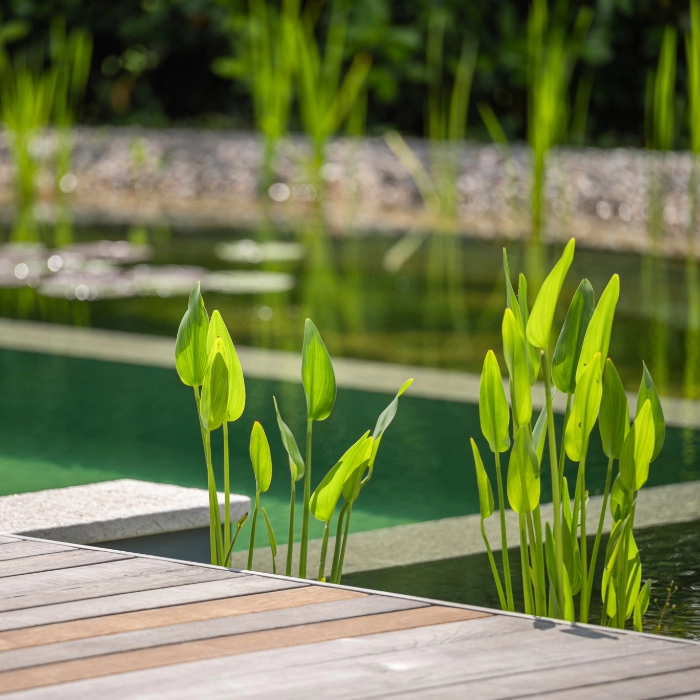 Biotop Schwimmteich mit Holzterrasse und Teichbepflanzung
